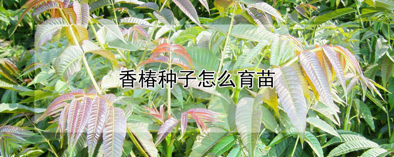 香椿種子怎麼育苗
