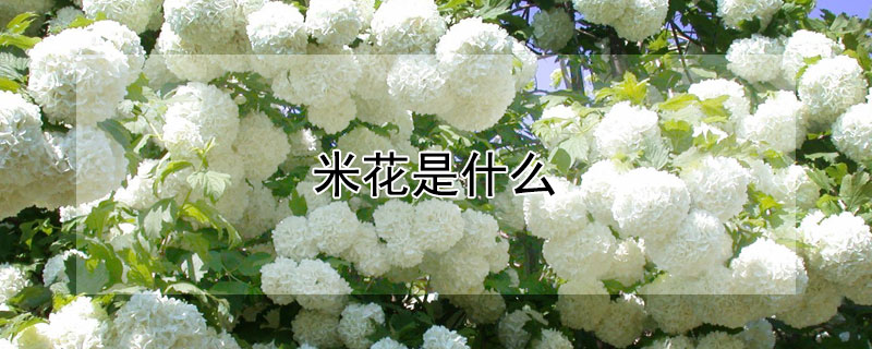米花是什麼