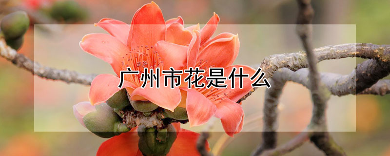 廣州市花是什麼