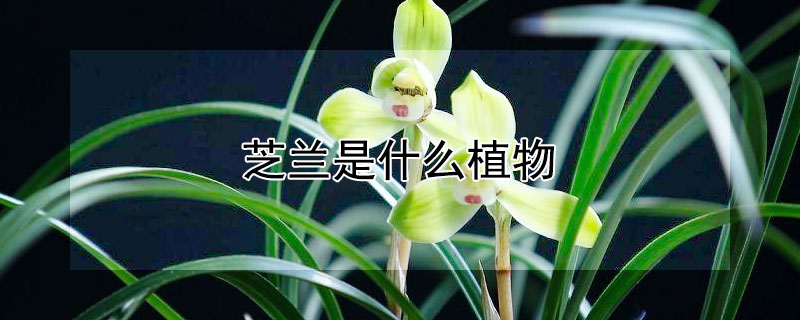 芝蘭是什麼植物