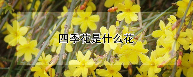 四季花是什麼花