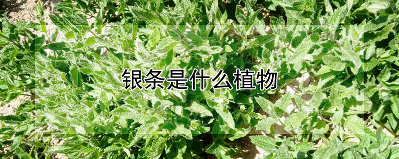 銀條是什麼植物