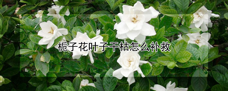 梔子花葉子幹枯怎麼補救