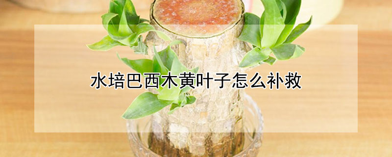 水培巴西木黃葉子怎麼補救