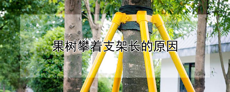 果樹攀著支架長的原因