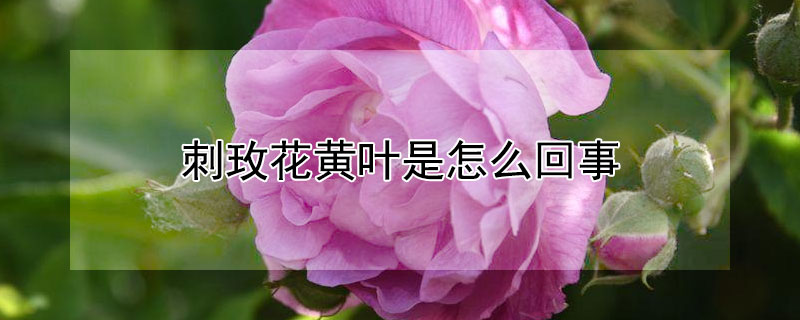 刺玫花黃葉是怎麼回事