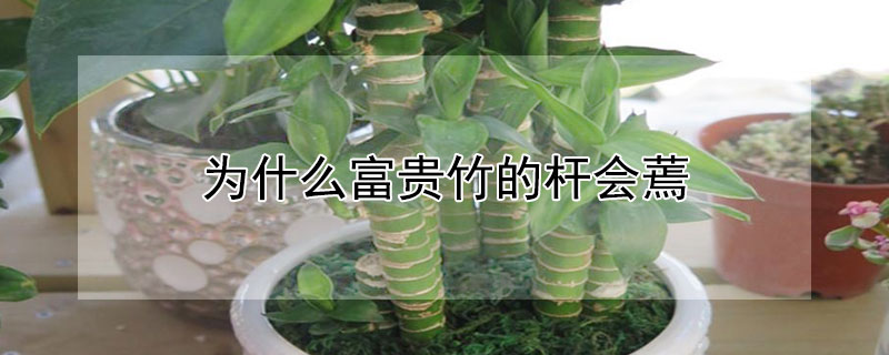 為什麼富貴竹的杆會蔫