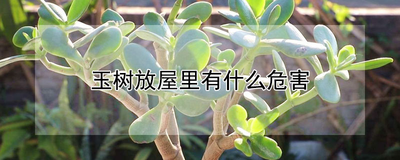 玉樹放屋裏有什麼危害