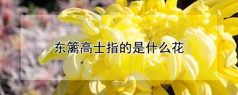 東籬高士指的是什麼花