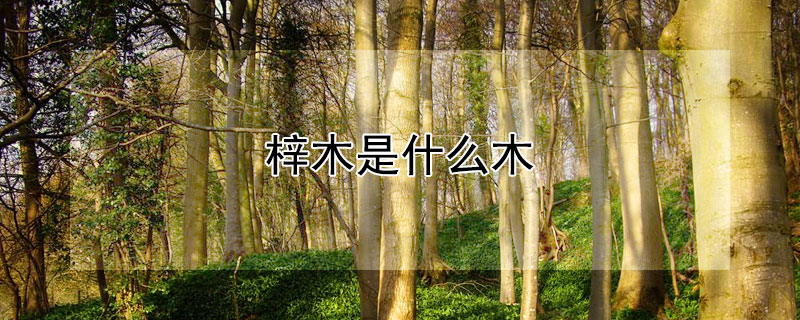 梓木是什麼木