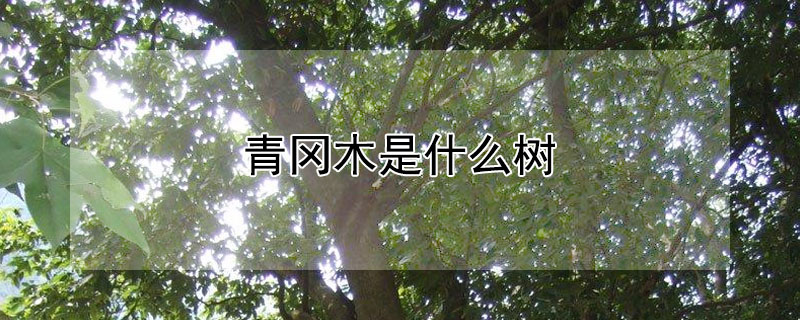 青岡木是什麼樹
