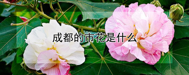 成都的市花是什麼