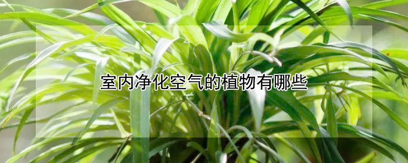 室內淨化空氣的植物有哪些