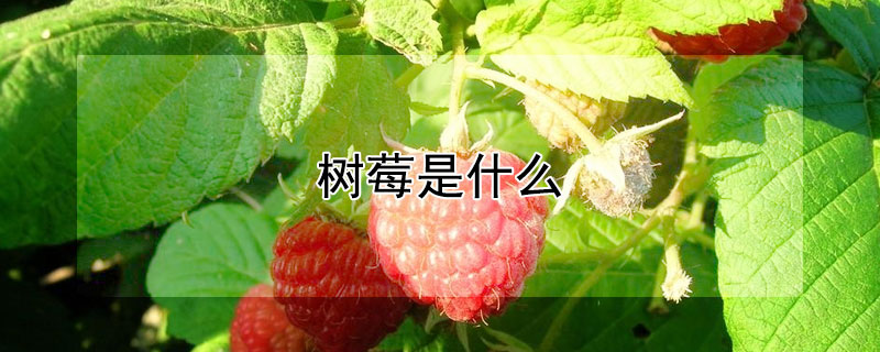 樹莓是什麼