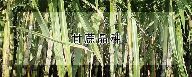 甘蔗品種