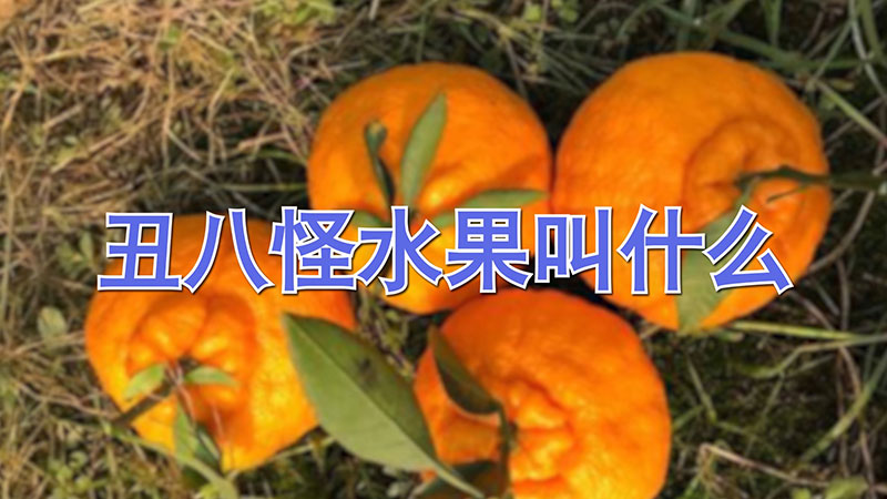 醜八怪水果叫什麼