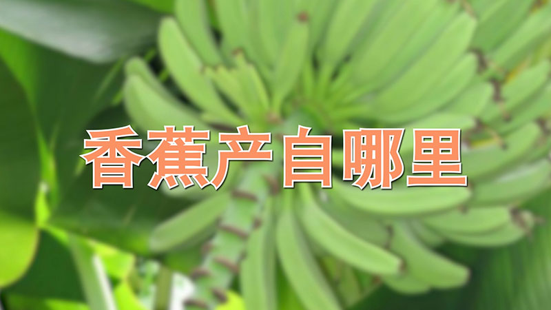 香蕉產自哪裏