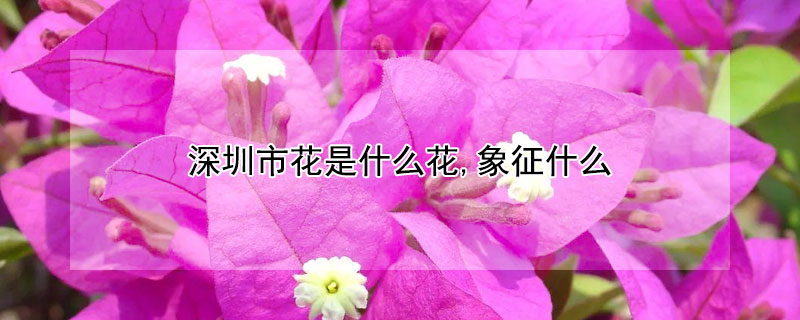 深圳市花是什麼花,象征什麼