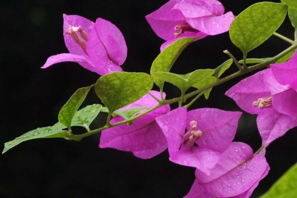深圳市花是什麼花,象征什麼