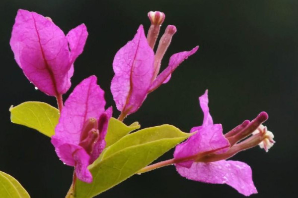 深圳市花是什麼花,象征什麼