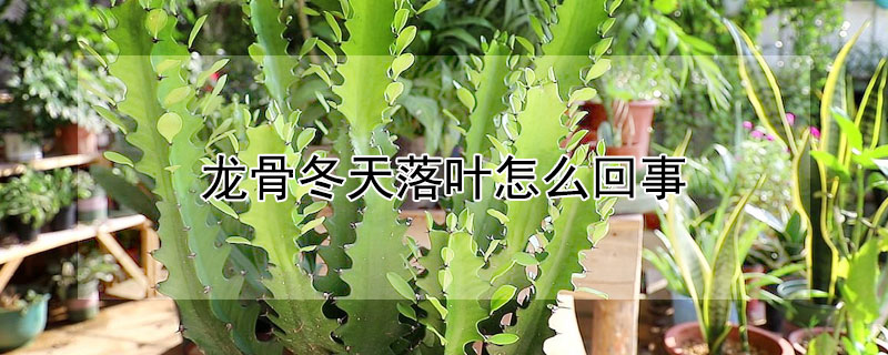 龍骨冬天落葉怎麼回事