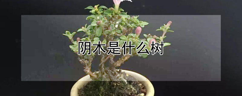 陰木是什麼樹
