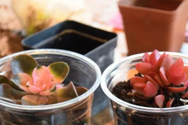 咖啡渣養花需要先曬幹嗎