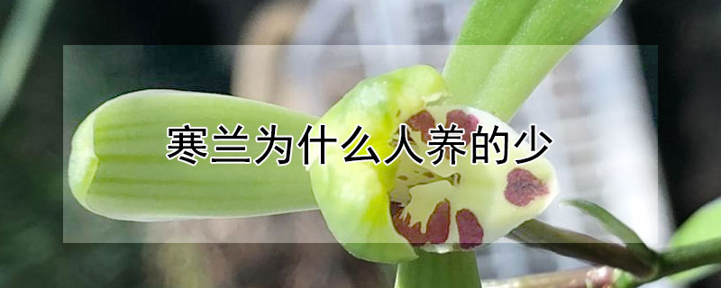 寒蘭為什麼人養的少