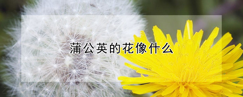 蒲公英的花像什麼
