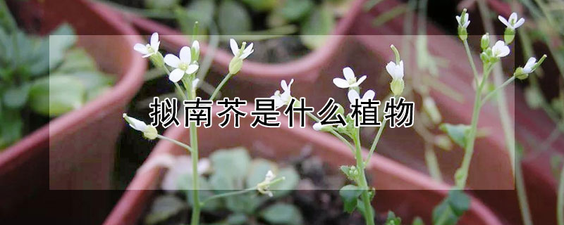 擬南芥是什麼植物