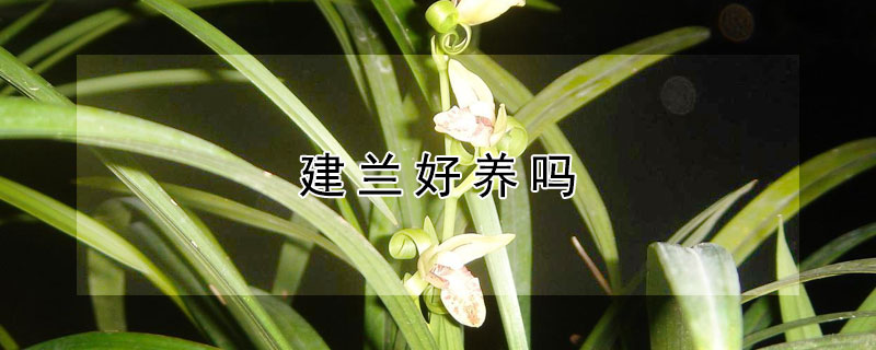 建蘭好養嗎