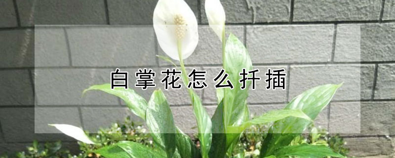白掌花怎麼扡插