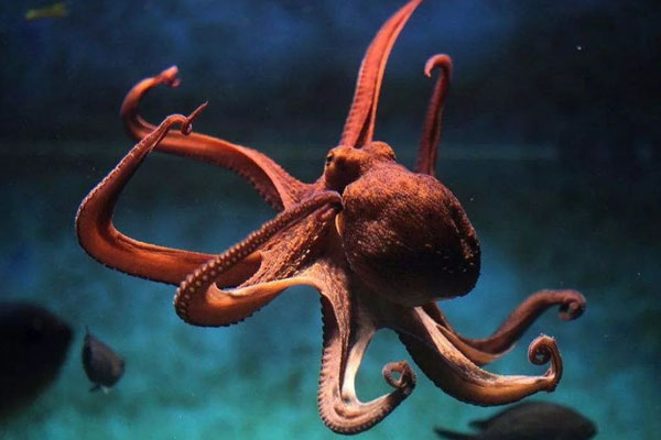 烏賊和章魚的區別在哪