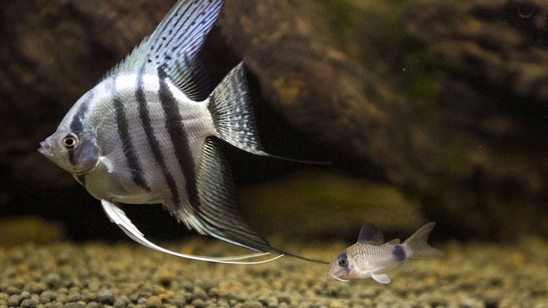 燕魚怎麼繁殖要注意什麼