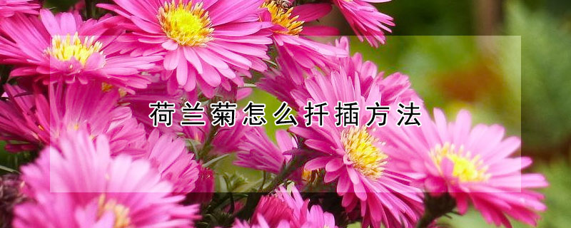 荷蘭菊怎麼扡插方法