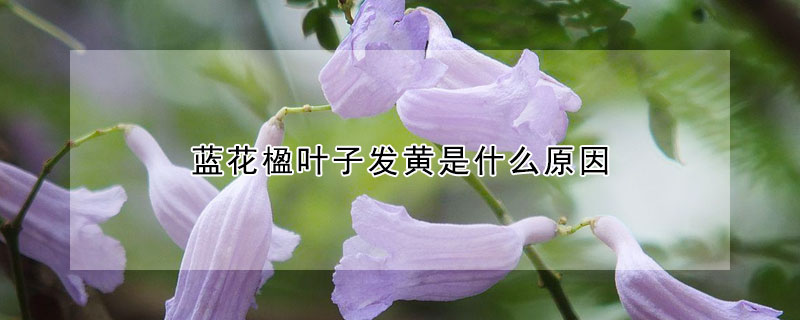 藍花楹葉子發黃是什麼原因