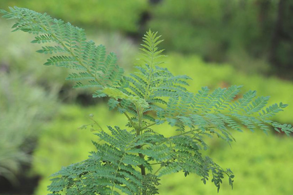 藍花楹葉子發黃是什麼原因