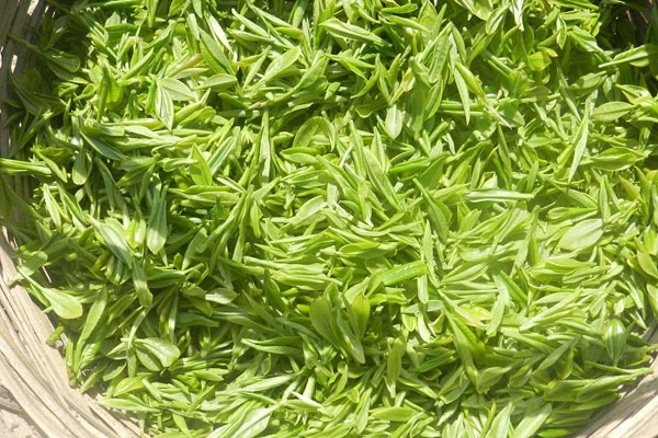 中國八大茶係 中國八大茶係的名茶