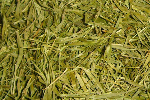 竹葉青屬於什麼茶 竹葉青是什麼茶