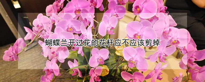 蝴蝶蘭開過花的花杆應不應該剪掉