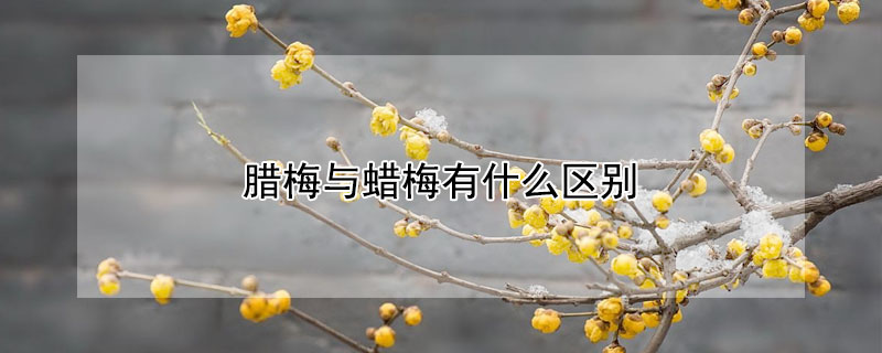 臘梅與蠟梅有什麼區別