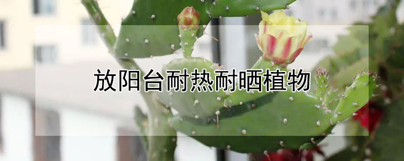 放陽台耐熱耐曬植物