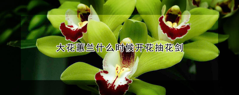 大花蕙蘭什麼時候開花抽花劍