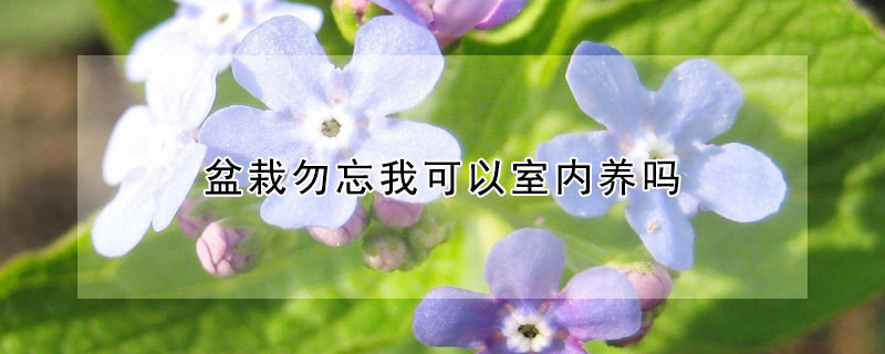 盆栽勿忘我可以室內養嗎