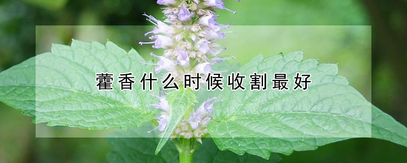 藿香什麼時候收割最好