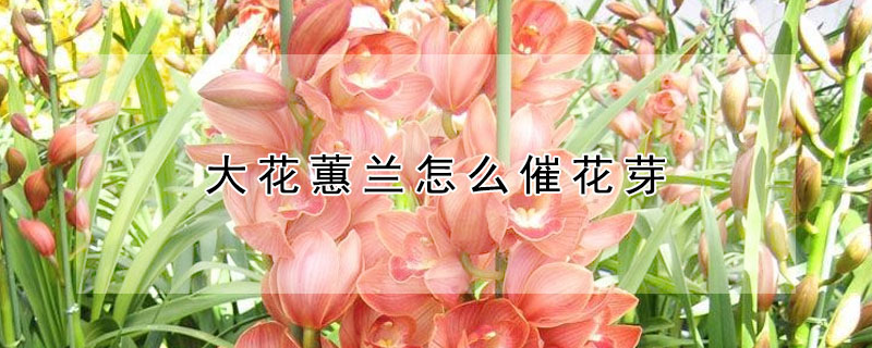 大花蕙蘭怎麼催花芽
