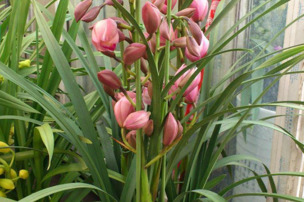 大花蕙蘭怎麼催花芽