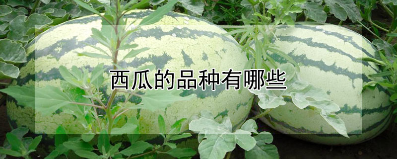 西瓜的品種有哪些