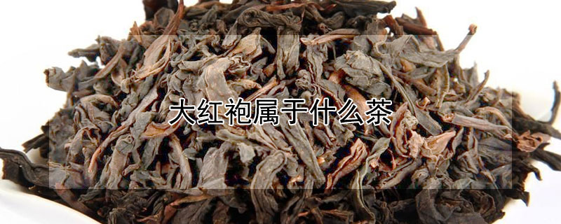 大紅袍屬於什麼茶