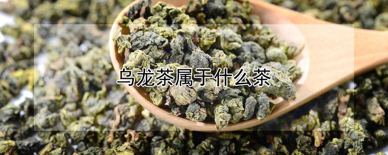 烏龍茶屬於什麼茶